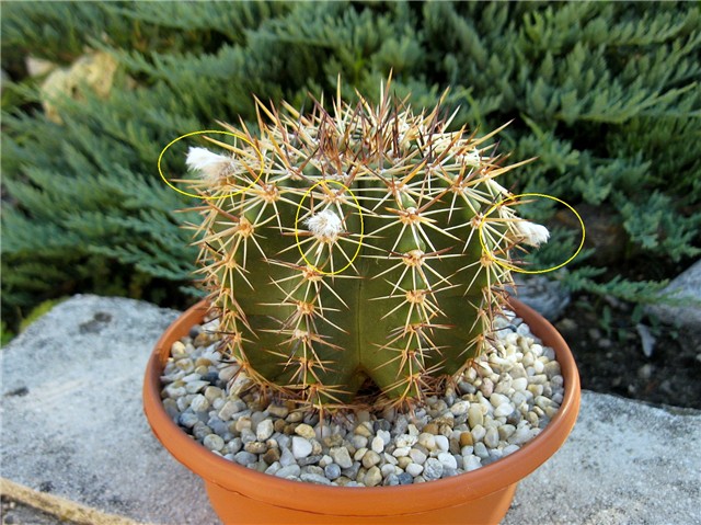 Melocactus disciformis ?